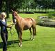 Hollandsk Sportspony Cesar