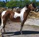 Anden særlig race Pegasus