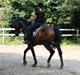 Hollandsk Varmblod Paledo ¤KWPN¤