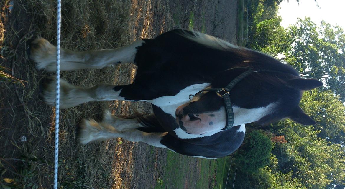 Tinker Sir Bjørn HINGST - 23/7-2012 billede 5