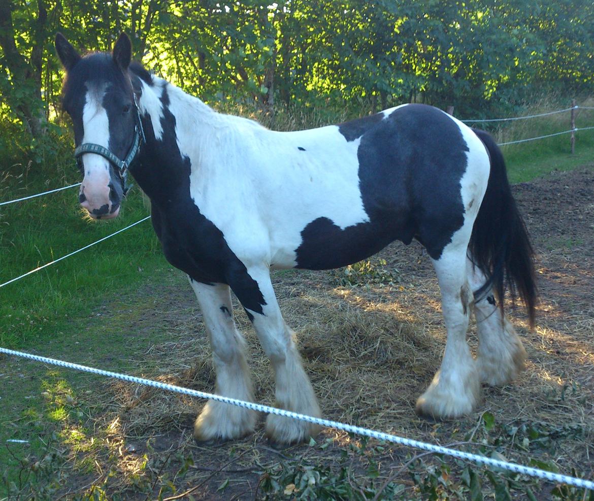 Tinker Sir Bjørn HINGST - 23/7-2012 billede 2
