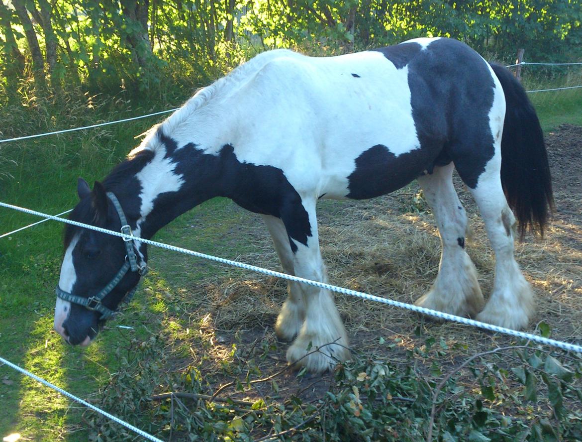 Tinker Sir Bjørn HINGST - 23/7-2012 billede 4