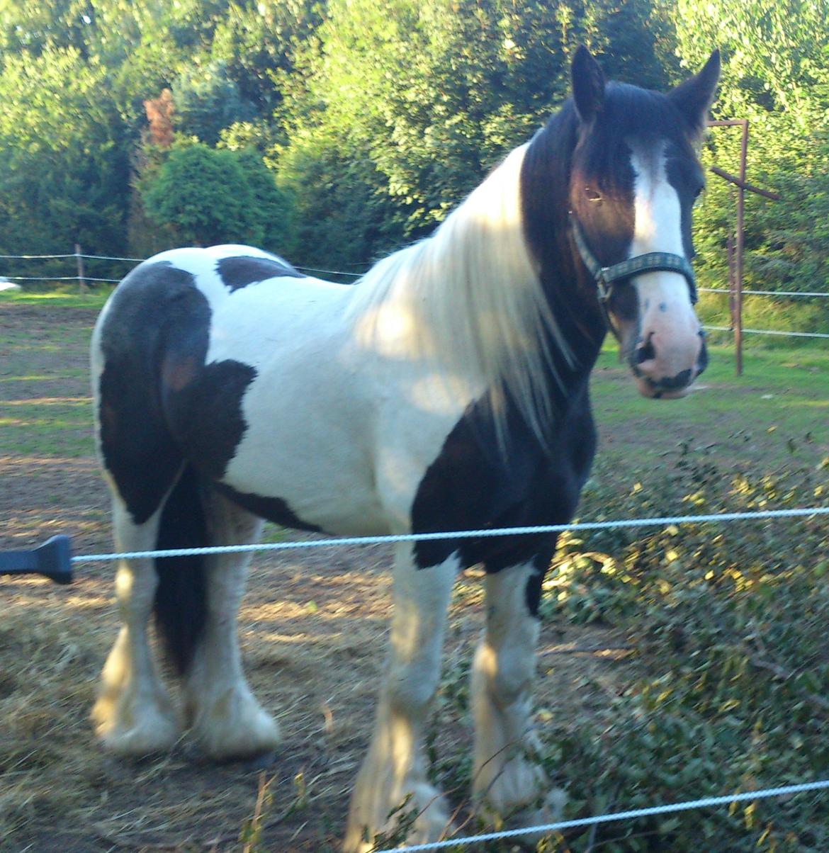 Tinker Sir Bjørn HINGST - 23/7-2012 billede 1