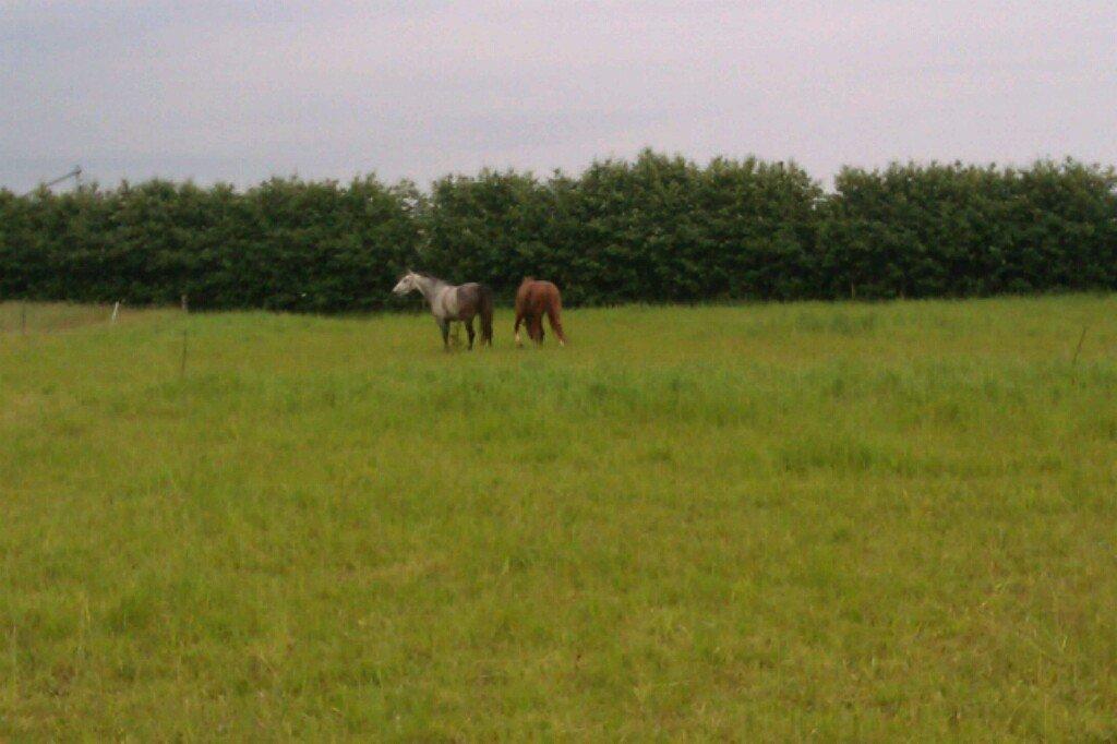 Anden særlig race Tequila<3. [tidl. Hest] - ikke verdens bedste men det er fra da hun kom<3 billede 1
