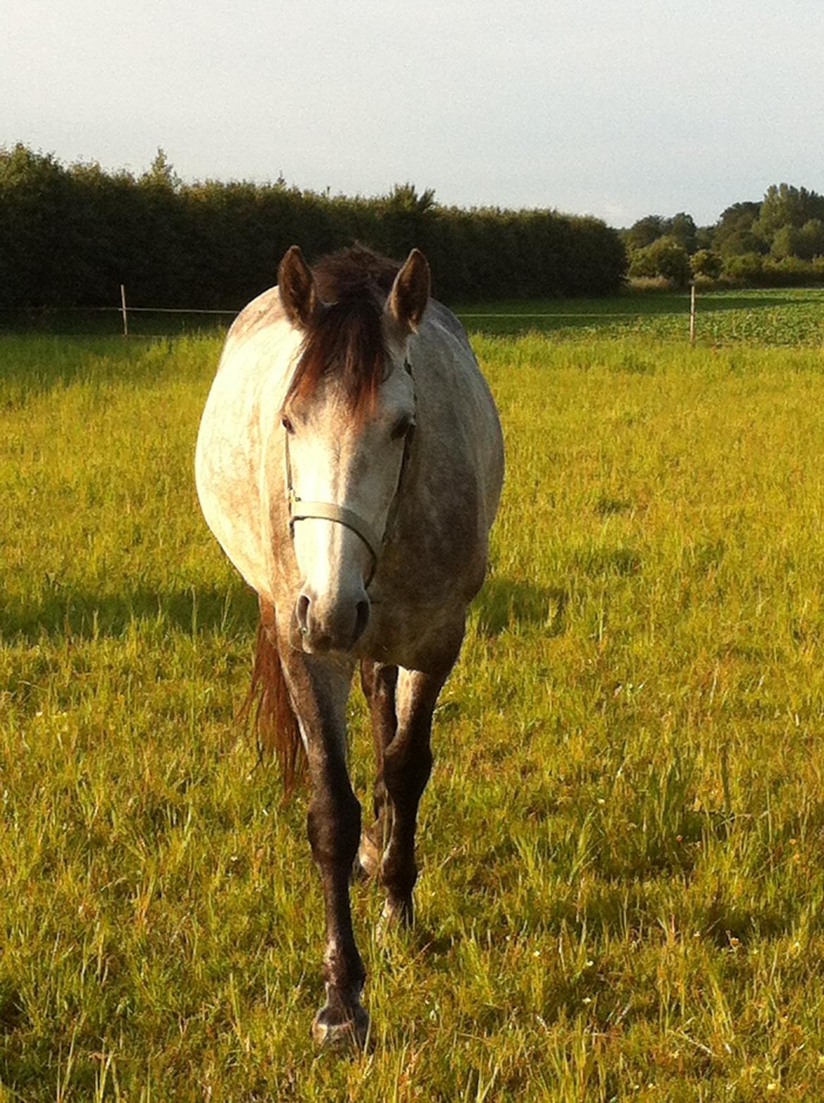 Anden særlig race Tequila<3. [tidl. Hest] - kameraet er meget spændene:D billede 3