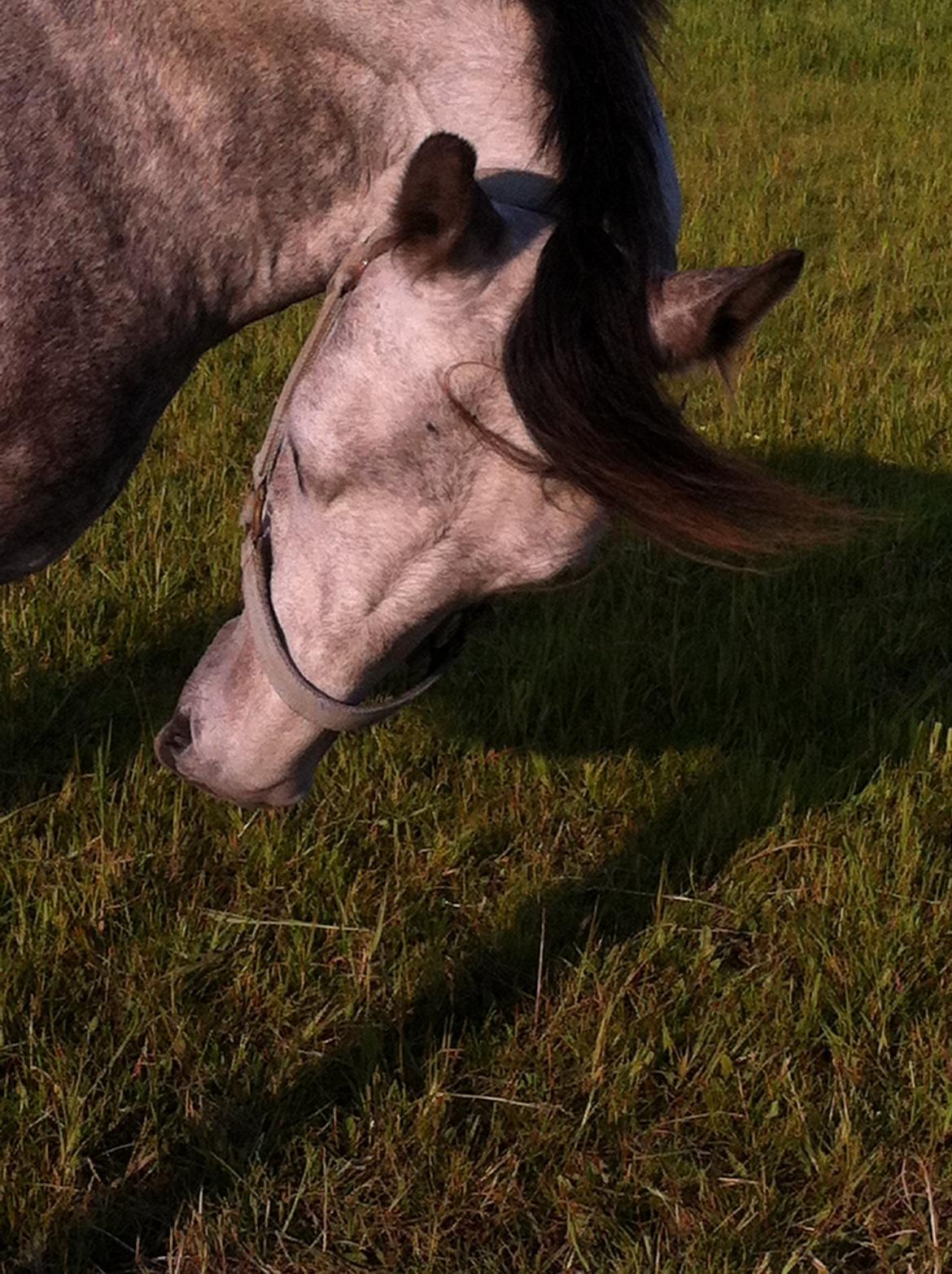 Anden særlig race Tequila<3. [tidl. Hest] - foto model<3 billede 4