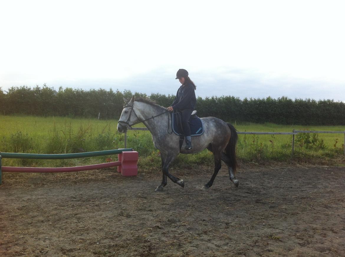 Anden særlig race Tequila<3. [tidl. Hest] billede 5