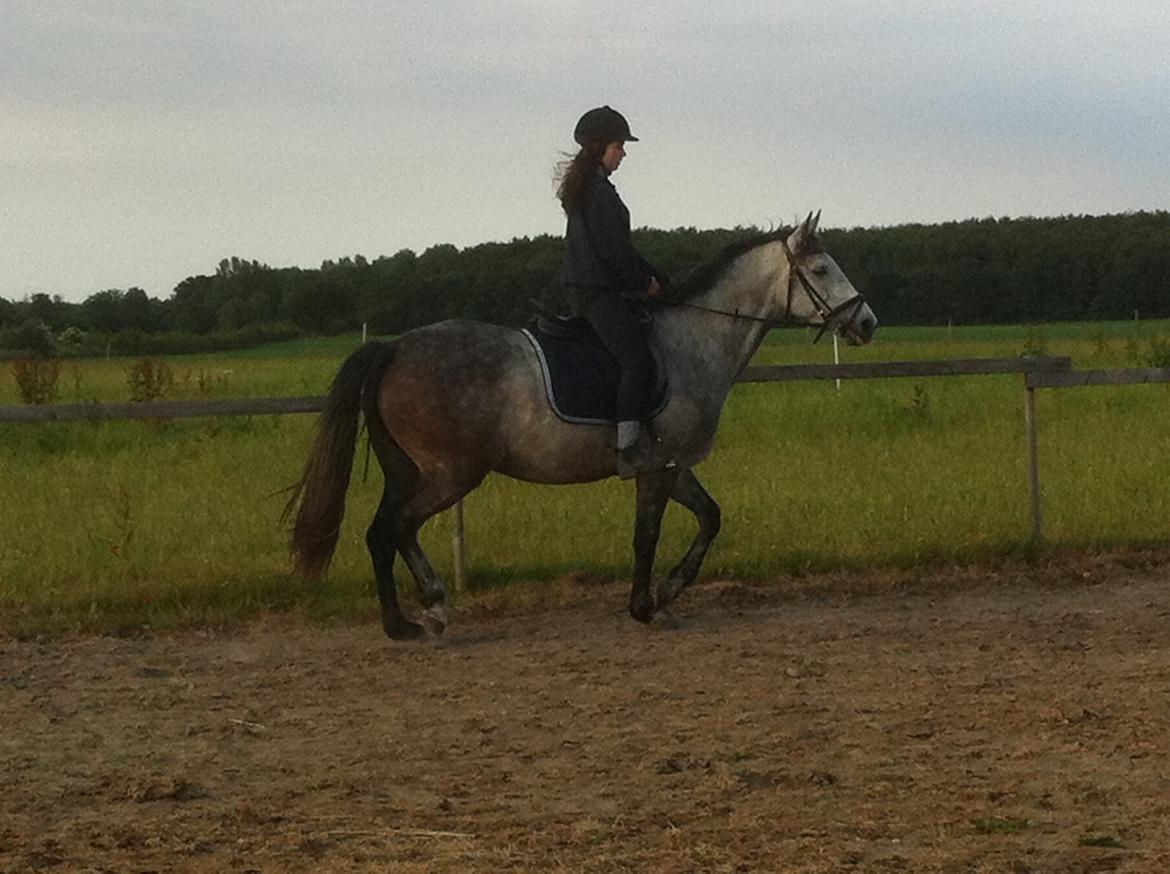 Anden særlig race Tequila<3. [tidl. Hest] billede 7