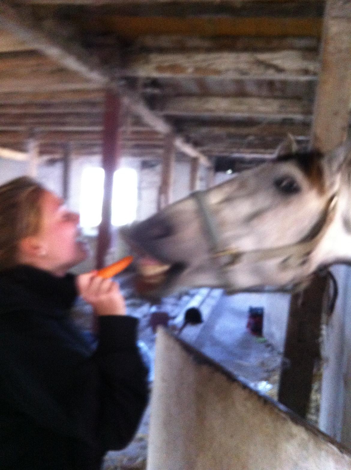 Anden særlig race Tequila<3. [tidl. Hest] - min søster prøver at blive bedste venner med Tequila<3 billede 8