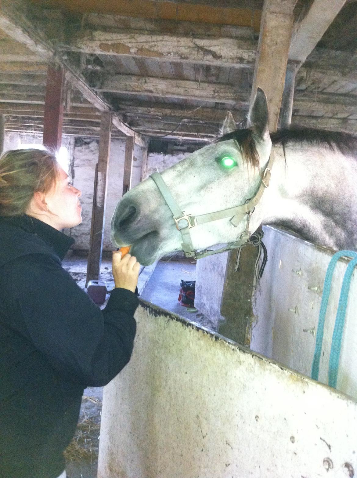 Anden særlig race Tequila<3. [tidl. Hest] billede 9