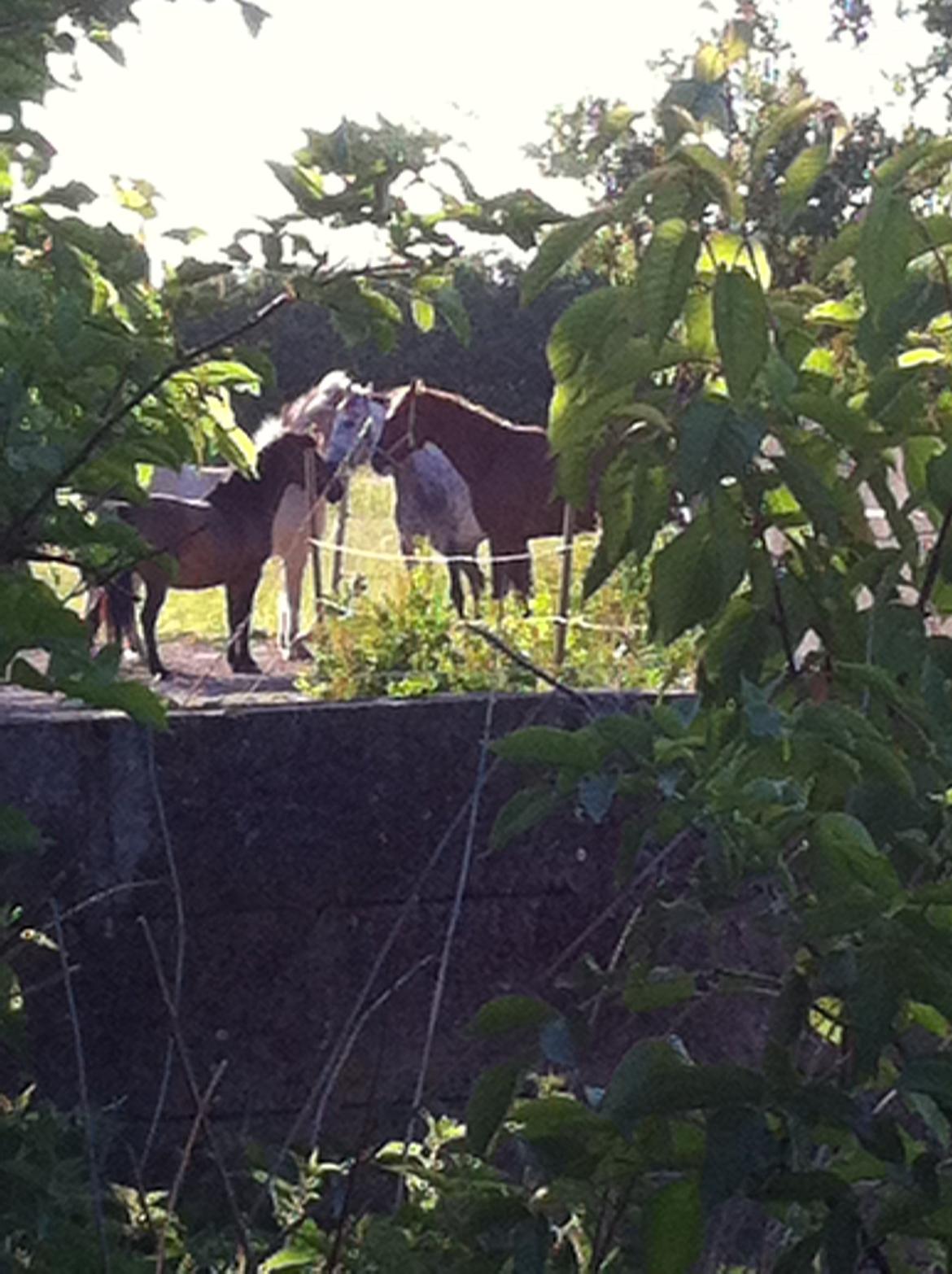 Anden særlig race Tequila<3. [tidl. Hest] - første gang hende og de andre ser hindanden:) billede 10