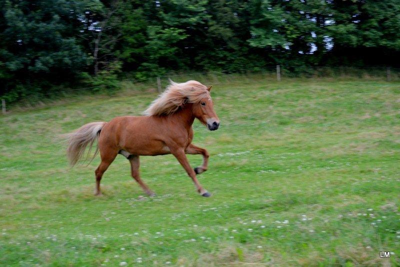 Islænder Torfi fra Ulstrup billede 3
