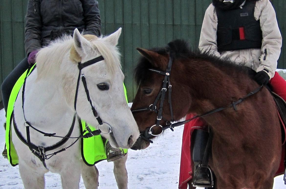 Anden særlig race Canessa billede 10