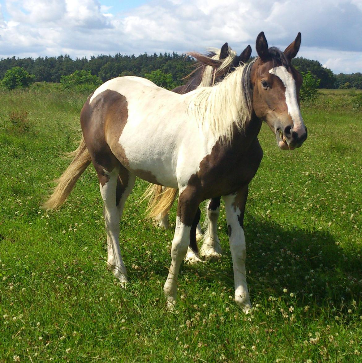 Pinto Mørkbaks Nyanza - 15/7-2012 på sommergræs billede 1