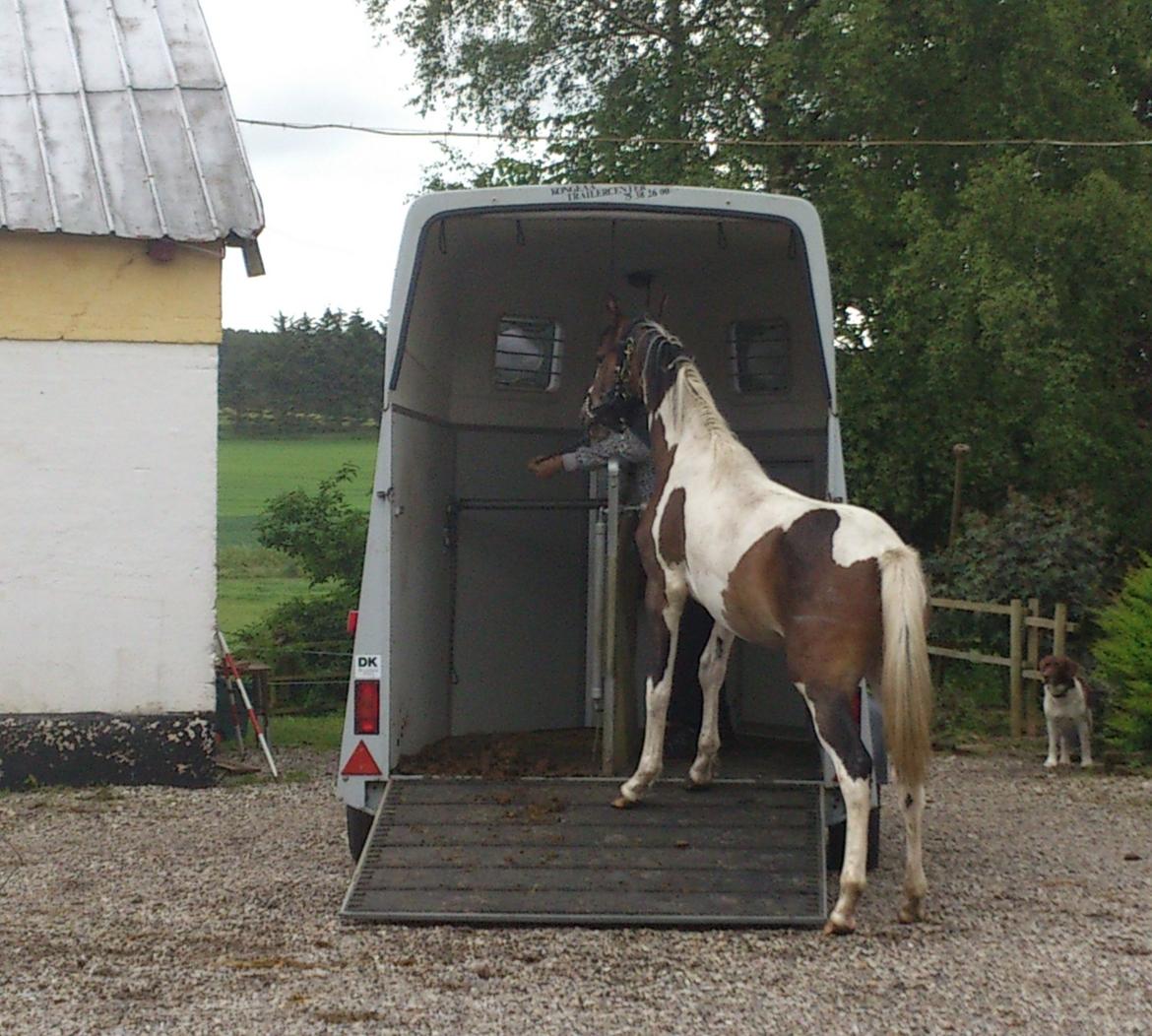 Pinto Mørkbaks Nyanza - 17/6-2012
Da vi hentede hende billede 12