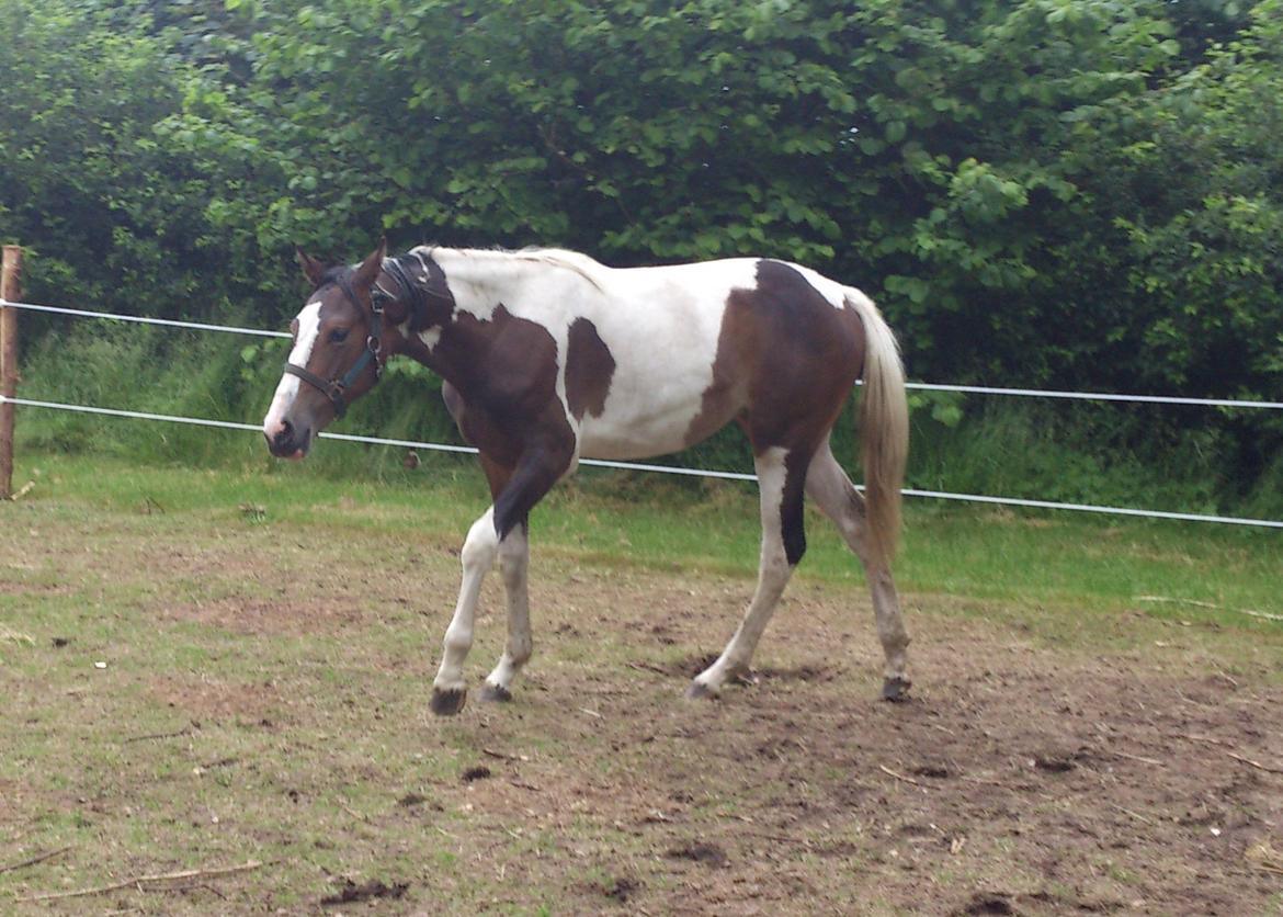 Pinto Mørkbaks Nyanza - 17/6-2012
Lige kommet hjem billede 11
