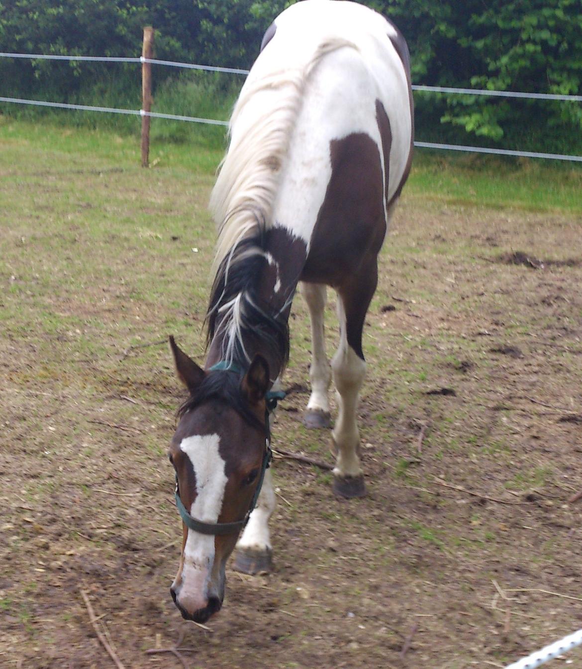 Pinto Mørkbaks Nyanza - 17/6-2012
Lige kommet hjem billede 10