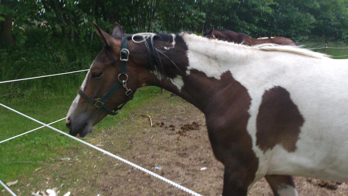 Pinto Mørkbaks Nyanza - 17/6-2012
Lige kommet hjem billede 9
