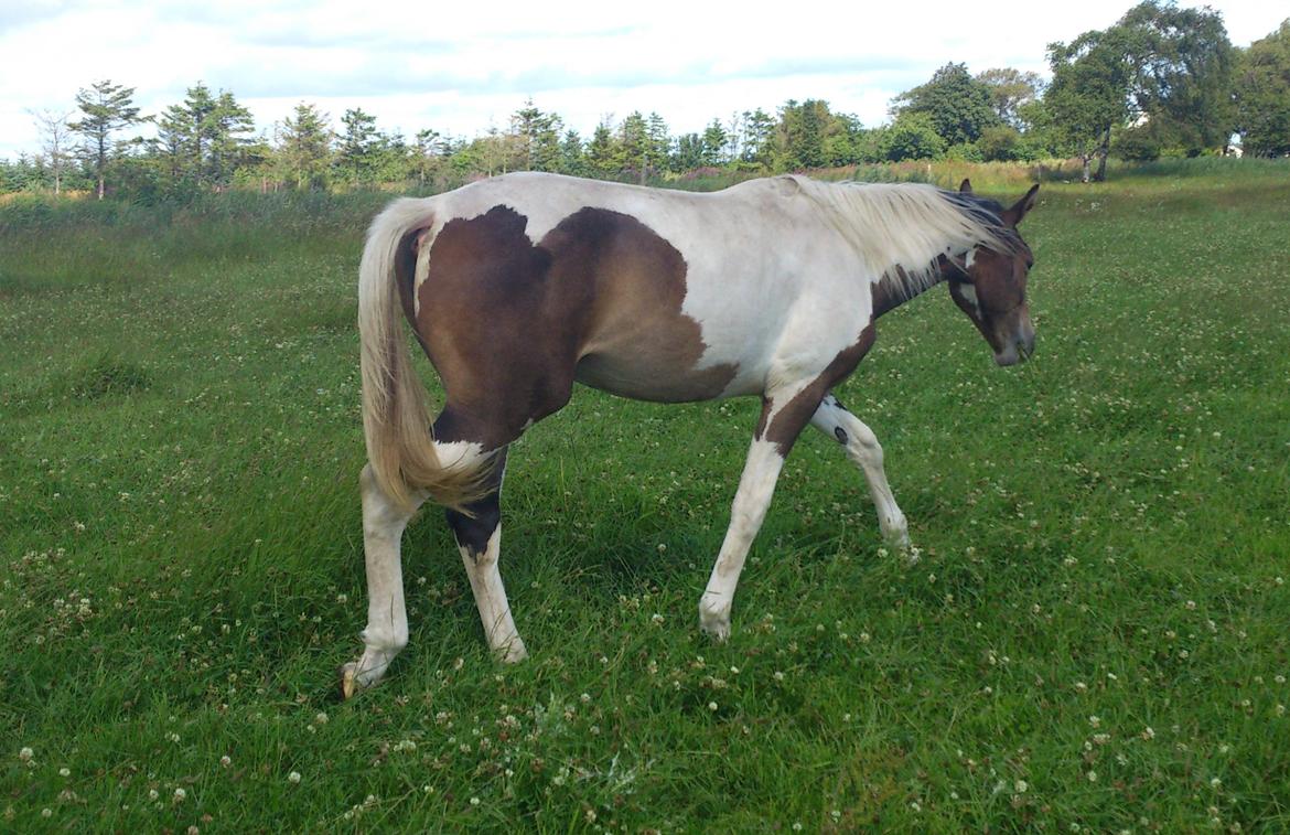 Pinto Mørkbaks Nyanza - 15/7-2012 på sommergræs billede 8