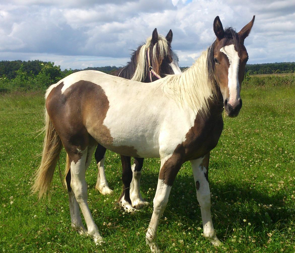Pinto Mørkbaks Nyanza - 15/7-2012 på sommergræs billede 2
