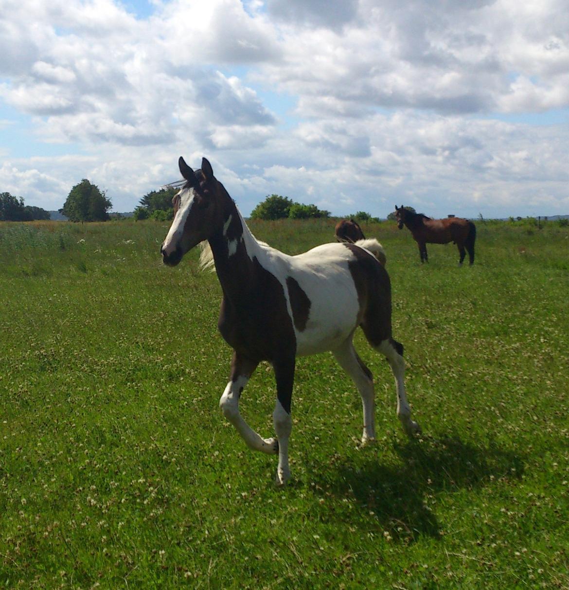 Pinto Mørkbaks Nyanza - 15/7-2012 på sommergræs billede 3