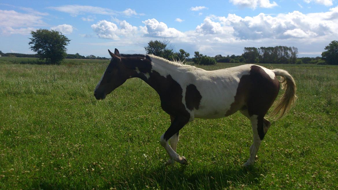 Pinto Mørkbaks Nyanza - 15/7-2012 på sommergræs billede 4