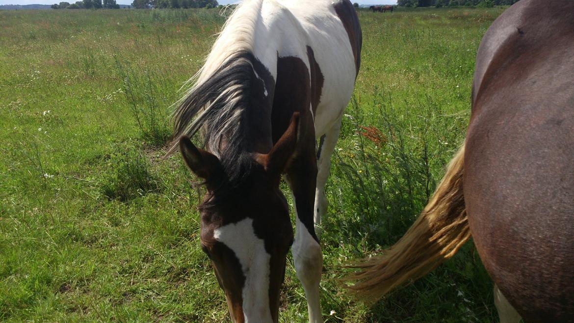 Pinto Mørkbaks Nyanza - 15/7-2012 på sommergræs billede 5