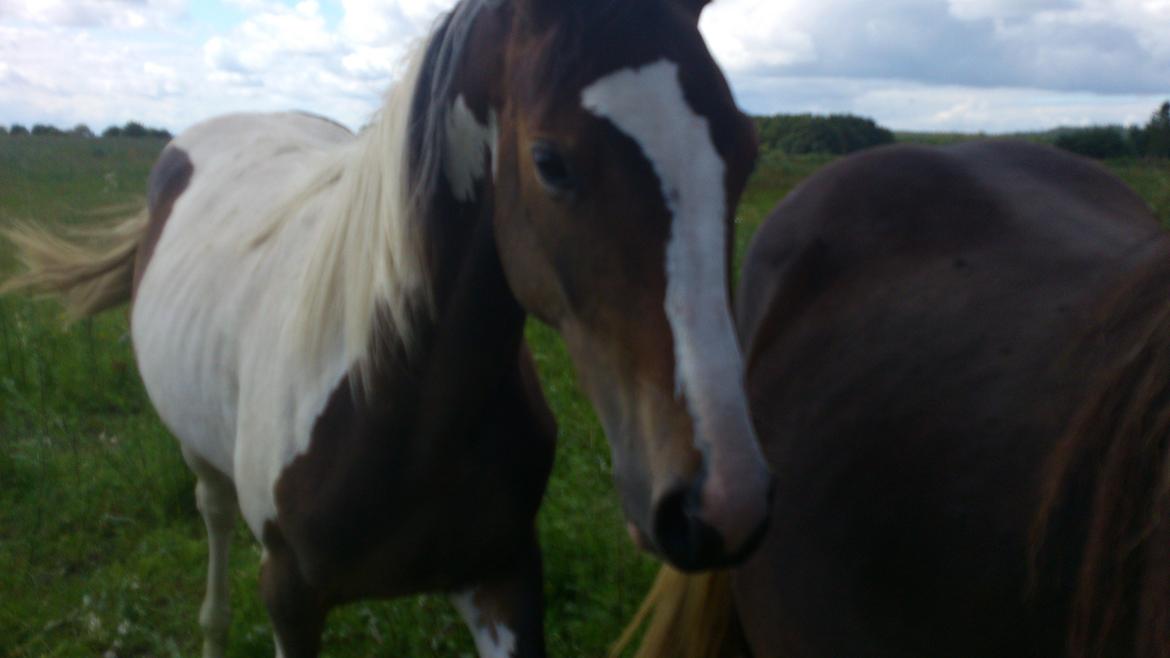 Pinto Mørkbaks Nyanza - 15/7-2012 på sommergræs billede 6