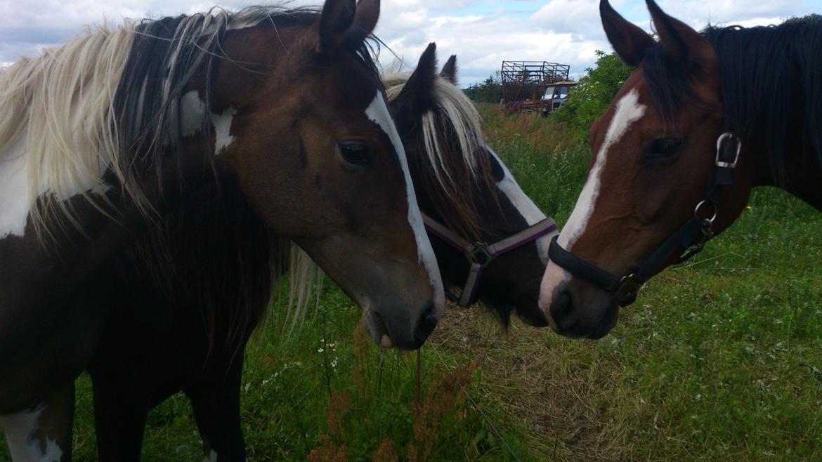 Pinto Mørkbaks Nyanza - 15/7-2012 på sommergræs billede 7