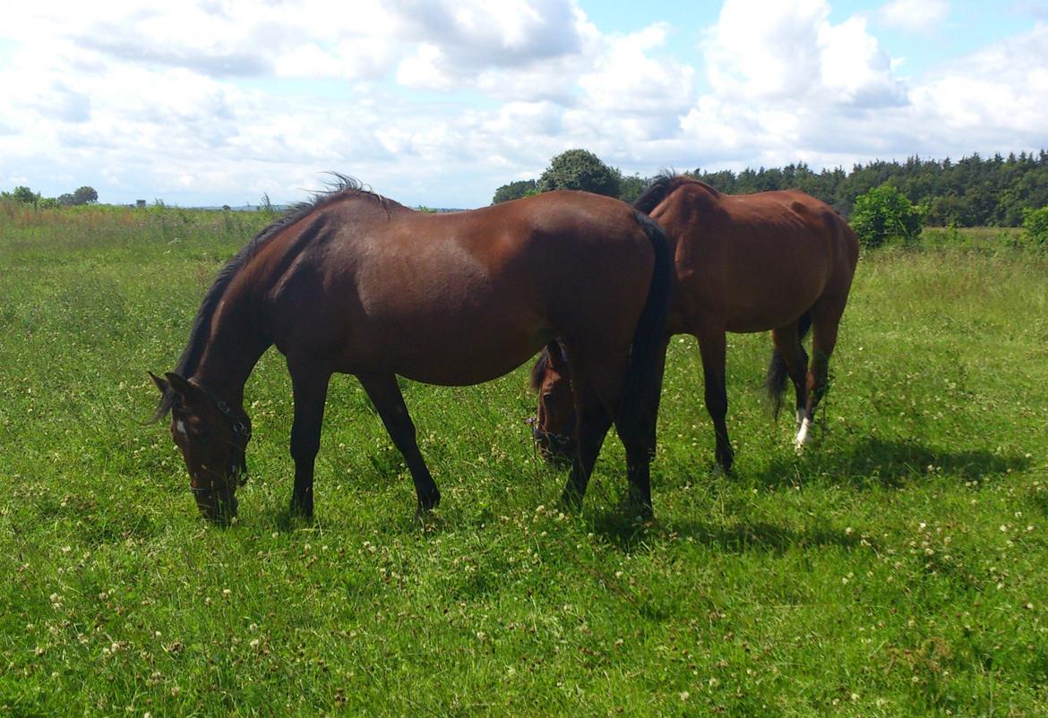 Dansk Varmblod Chafa R.I.P. <3 - 15/7-2012 på sommergræs billede 1