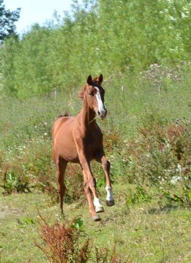 Dansk Varmblod Søgaards Miss Wonder - Taget af Camilla N d. 24-7-12 billede 13