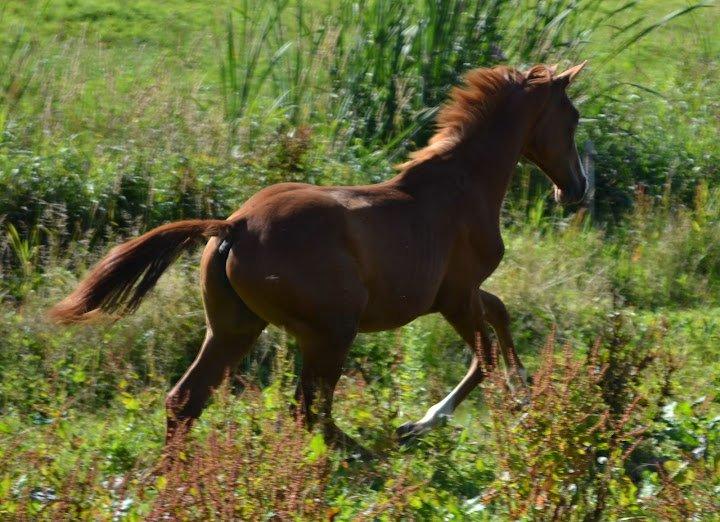 Dansk Varmblod Søgaards Miss Wonder - taget af Camilla N d. 24-7-12 billede 14