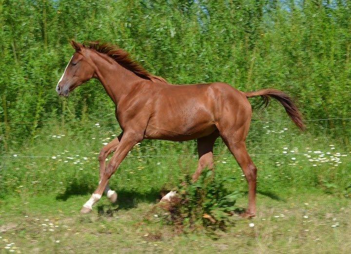 Dansk Varmblod Søgaards Miss Wonder - taget af Camilla N, d. 24-7-12. wonder 15 mdr billede 15