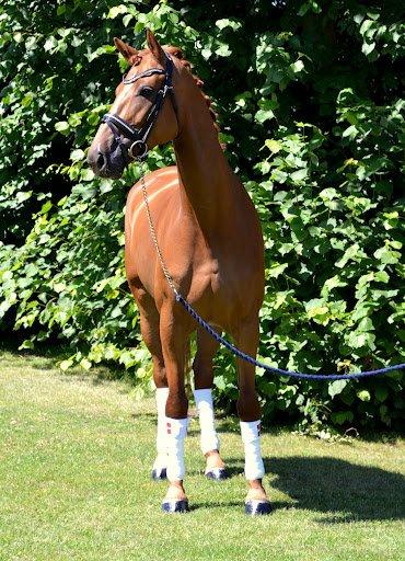 Dansk Varmblod Wald Rose - sommer 2012, taget af Camilla N billede 3