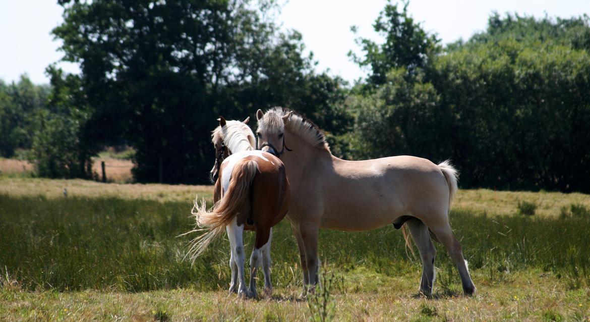 Fjordhest Elm Skovå (Elmer Fjot) - Elmo og hans buddy - Prins - på sommerfold, juli 2012. Foto: Janie Sparrow billede 10