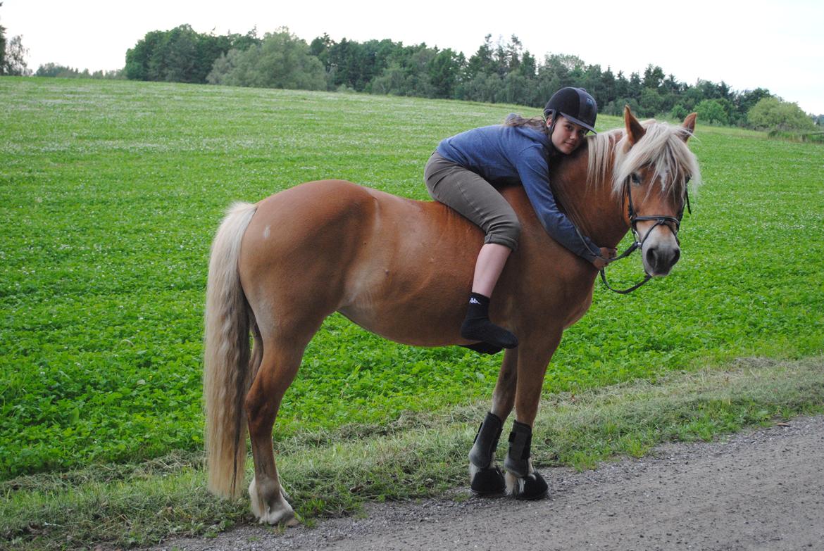 Haflinger Angelica Møllehøjgård - Den bedste hævn, er at være lykkelig, og det er jeg sammen med dig! <3
foto Rikke N (med mit kamera :P) billede 4