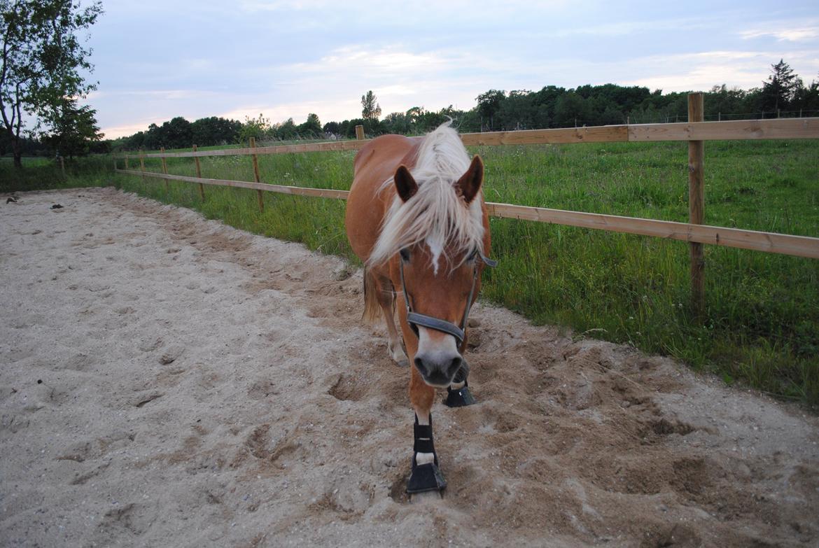 Haflinger Angelica Møllehøjgård - sød lille hest! <3 

foto: Malene o (mig) billede 8
