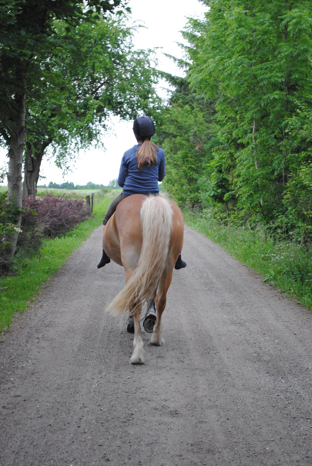Haflinger Angelica Møllehøjgård - vi siger tak for i dag! ;D 

kom gerne med en kommentar? :) 

Foto: Rikke N tak <3 billede 17