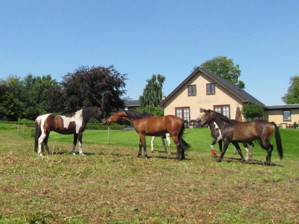 Anden særlig race Irish Boy - Juli 2012: Irish Boy 17 år med ny fluemaske. Den rødbrune 3-års Ceallach har I.B. som morfar. Den mørkere brune Saxo har I.B. som morbror billede 20