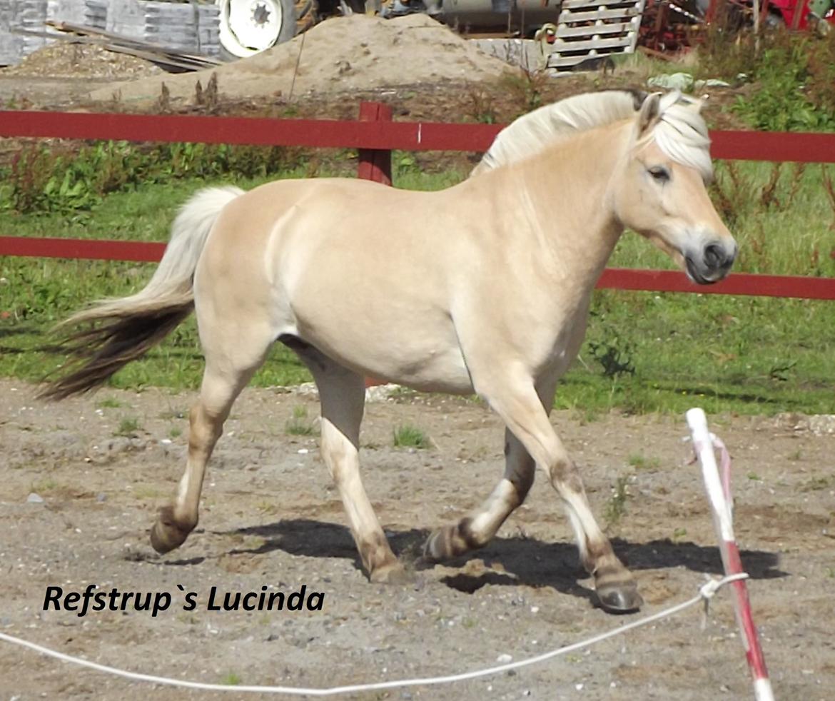 Fjordhest Refstrups Lucinda - Lækker trav på ridebanen i sommerferien 2012 -DET ER FORBUDT AT KOPIERER BILLEDERNE! billede 4