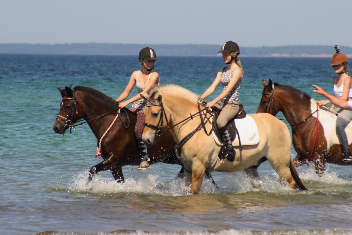 Fjordhest - Fabel Stanstorp - Hest ud at bade! billede 6