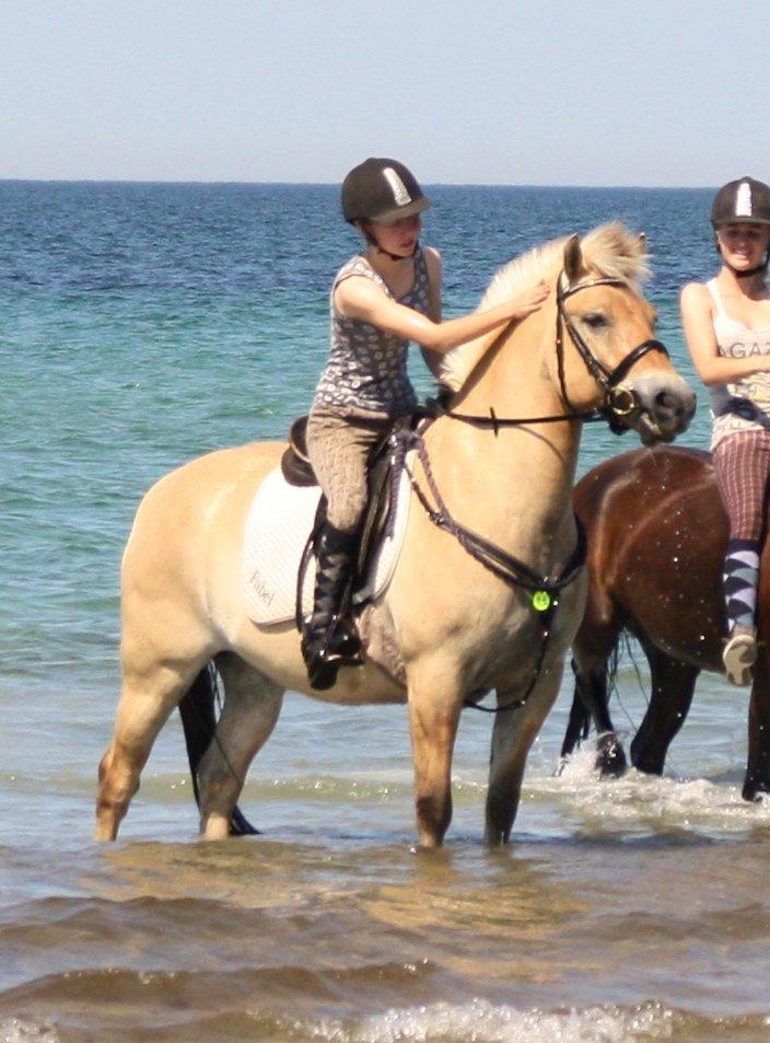 Fjordhest - Fabel Stanstorp - Smukke pony, elsker dig! billede 19