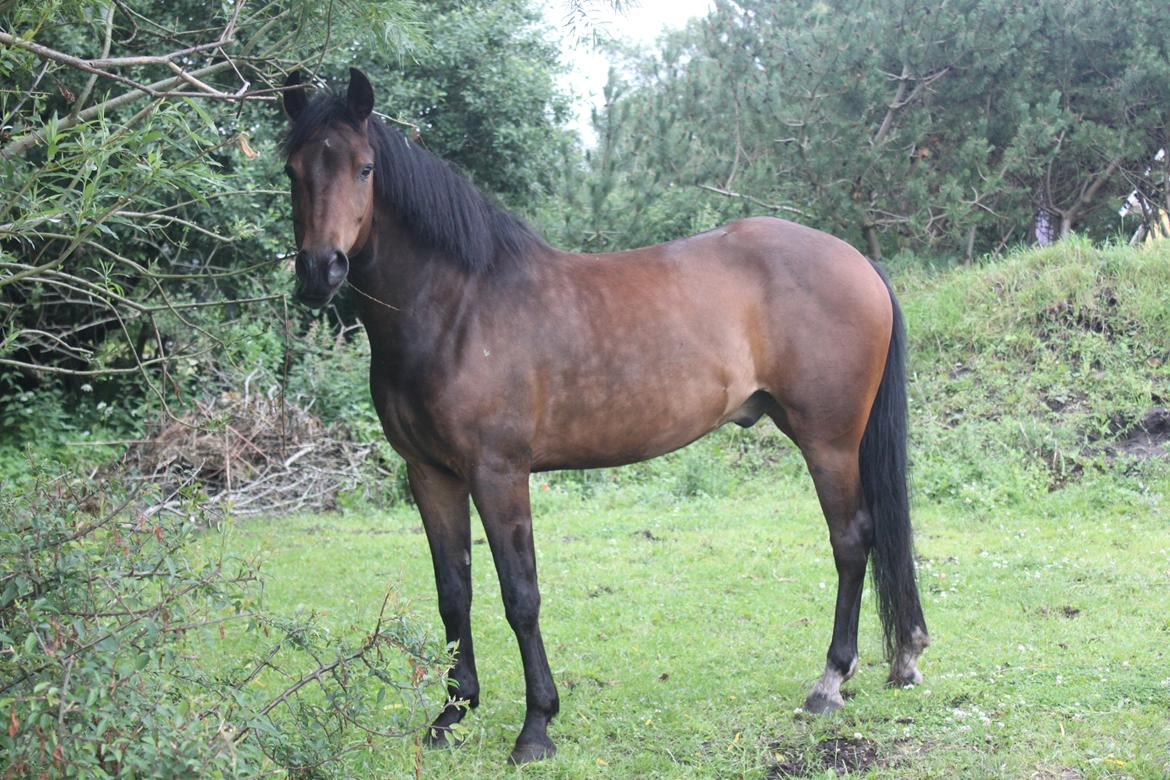 New Forest Meldgaardens Sir Eaton billede 15