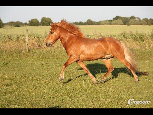Islænder .:Gaski Fra Stokbro:. .:Perlen: *Mors* billede 6