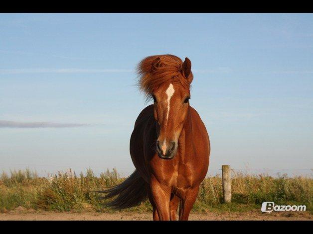 Islænder .:Gaski Fra Stokbro:. .:Perlen: *Mors* billede 17