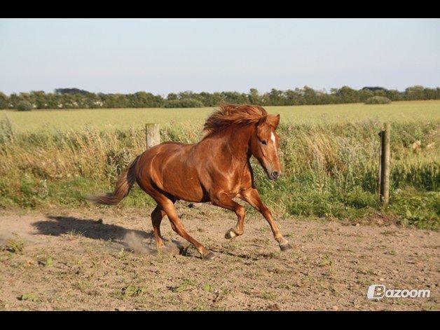 Islænder .:Gaski Fra Stokbro:. .:Perlen: *Mors* billede 18
