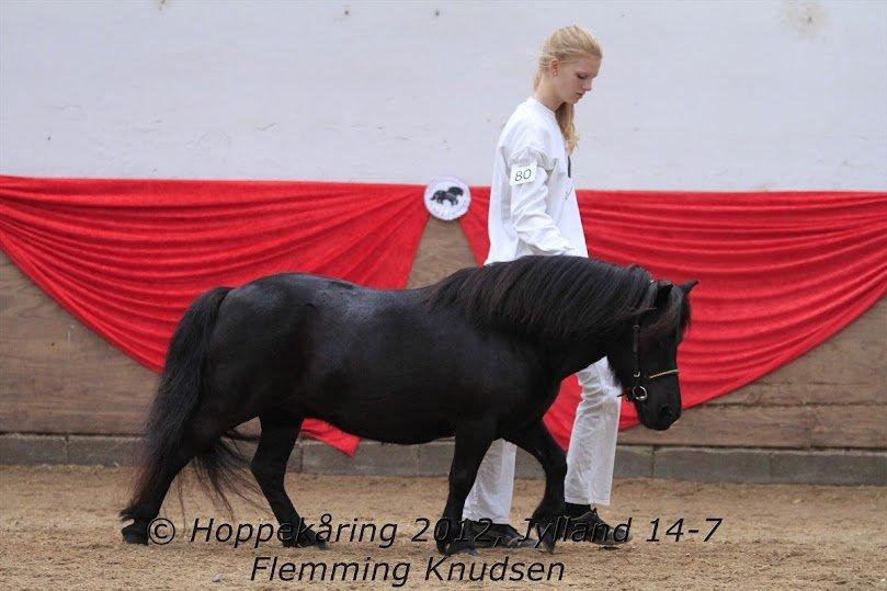 Shetlænder Myreton Orchid billede 8