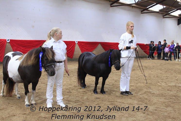 Shetlænder Myreton Orchid billede 5