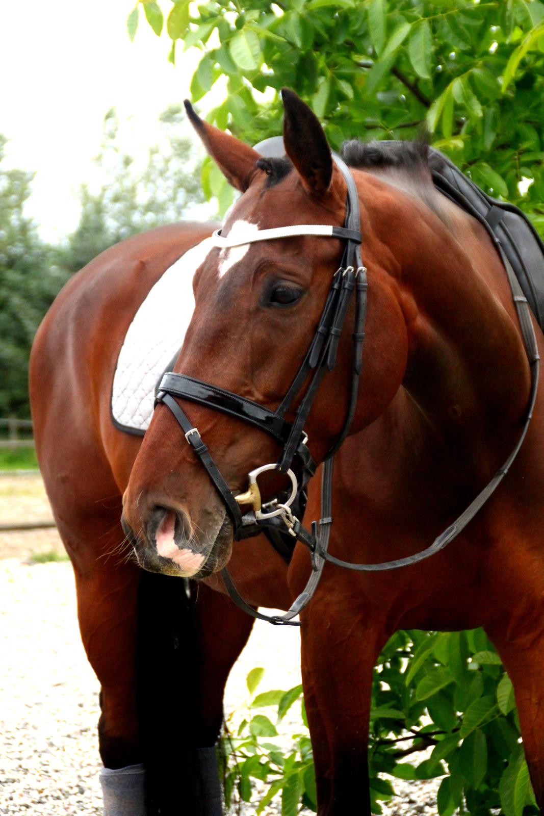 Oldenborg ROSENGÅRDENS CALIOPI - Lerbækhus - juli 2012. billede 14