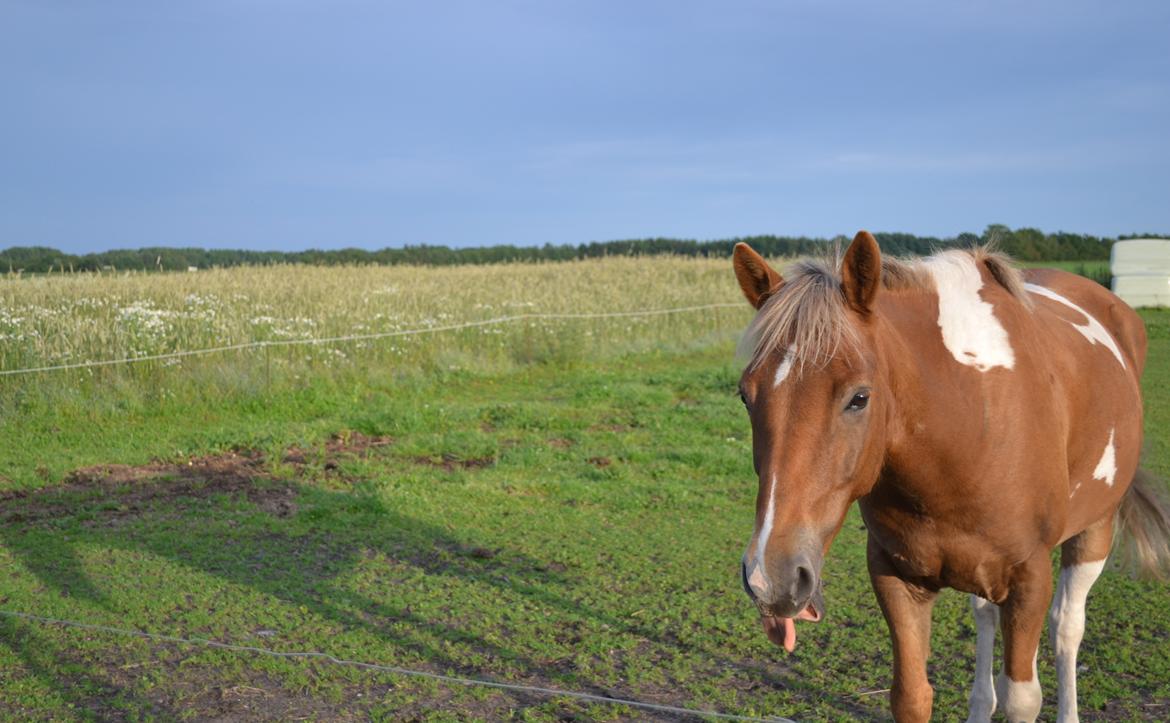 Pinto PRINS KASHMIR billede 17